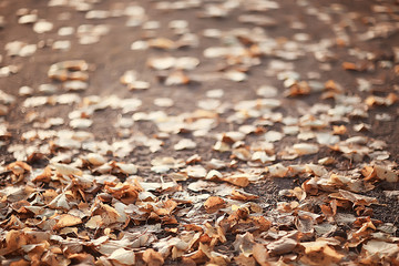 Fallen yellow leaves background / Blurred yellow autumn background with leaves on the ground, Indian summer, October leaves