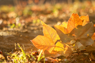Close up shot of yellow autumn maple leaves at sunset. Beautiful natural bokeh and backlight. Copy space. Love fall. Selective focus.