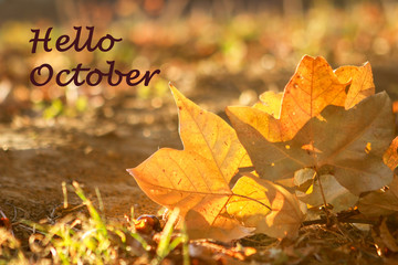 Close up shot of yellow autumn maple leaves at sunset with lettering Hello October. Beautiful natural bokeh and backlight. Love fall. Selective focus.