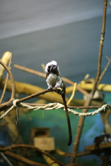 Oedipus tamarin on a branch in the zoo
