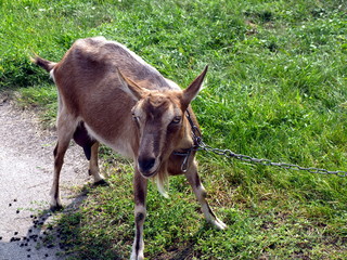Grey goat with big ears, looks into the eyes