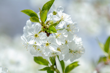 Spring background art with white cherry blossom