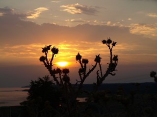 Silhouette of burdock on sunset