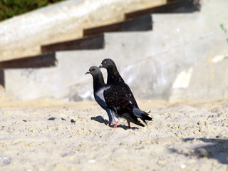 A pair of black pigeons