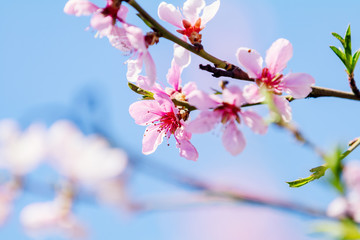 Spring background art with pink peach blossoms