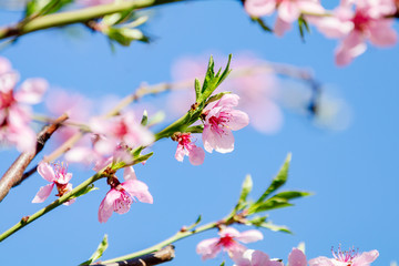 Spring background art with pink peach blossoms