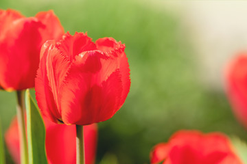 Obraz premium Red Tulips Flowers Blooming in a Park close up.
