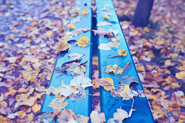 landscape bench in autumn park / October landscape in yellow park, autumn background