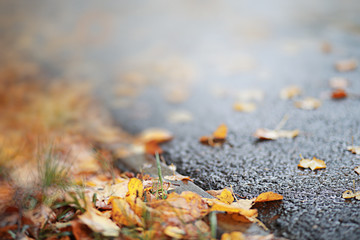 Autumn backgroun rain in the park