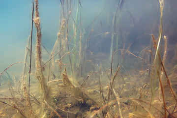mangrove forest underwater photo / flooded trees, unusual underwater landscape, ecosystem nature underwater