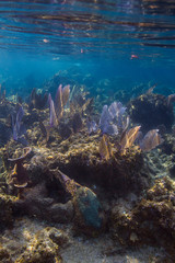 Fototapeta na wymiar Shallow reef