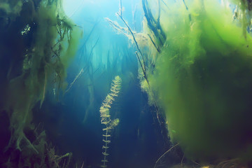 mangrove forest underwater photo / flooded trees, unusual underwater landscape, ecosystem nature...