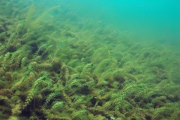 ecosystem underwater pond / landscape underwater photo diving in fresh water, green world algae and fish in river depth