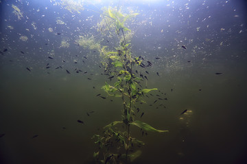 tadpoles underwater photo / pond ecosystem, underwater life, tadpoles in nature