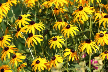 Black-eyed Susan or Rudbeckia hirta or Brown-eyed Susan or Brown betty or Gloriosa daisy or Golden Jerusalem or English bulls eye or Poor-land daisy or Yellow daisy or Yellow ox-eye daisy annual flowe