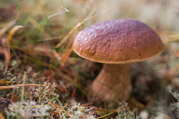 Beautiful boletus edulis mushroom growing in the natural forest.