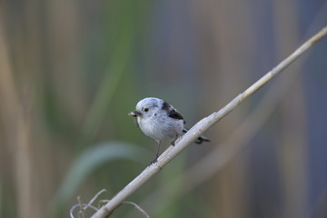 long-tailed tit (Aegithalos caudatus) perched on a reed branch with food for their young.
