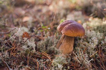 Beautiful boletus edulis mushroom growing in the natural forest.