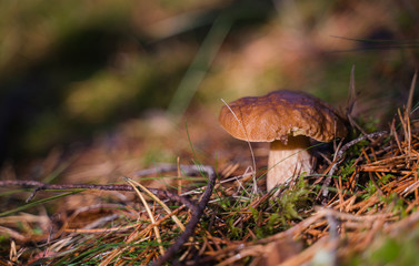 Beautiful boletus edulis mushroom growing in the natural forest.