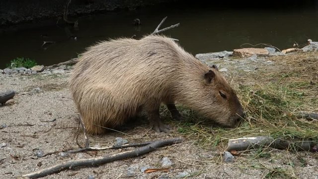 Kapybara is fed with herbal food