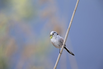 Obraz premium long-tailed tit (Aegithalos caudatus) perched on a reed branch with food for their young.