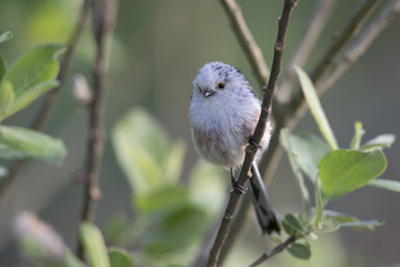 long-tailed tit (Aegithalos caudatus) perched on a tree branch with food for their young.