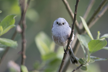 long-tailed tit (Aegithalos caudatus) perched on a tree branch with food for their young.
