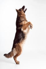 Shetland Sheepdog standing in front of a white studio background