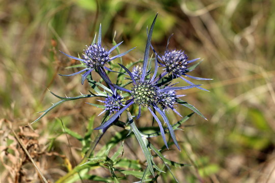 Eryngium amethystinum or Amethyst eryngo or Italian eryngo or Amethyst sea holly clump-forming perennial tap-rooted herb with basal circle of obovate pinnate spiny leathery mid-green leaves and cylind