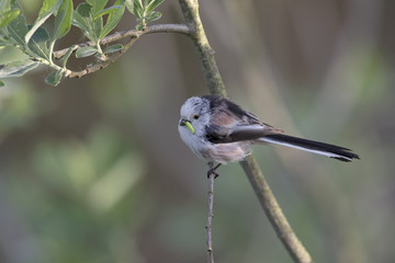 long-tailed tit (Aegithalos caudatus) perched on a tree branch with food for their young.
