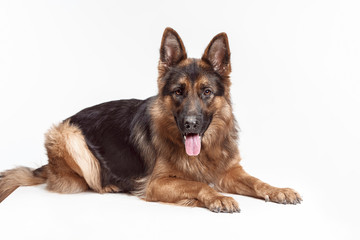Shetland Sheepdog sitting in front of a white studio background