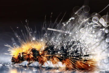 fluffy caterpillar / macro insect, larva, beautiful macro enlarged caterpillar