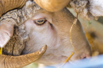 Bello animal de fantasía y colorido en un entorno acorde con la peculiaridad de su imagen ante y sobre todo pese a estar en un establo en la montaña perdida