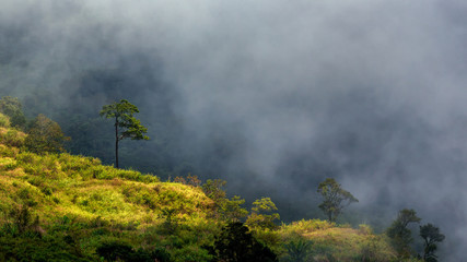 the mist view from Phu Thap Boek, Lom Kao, Phetchabun Province, Thailand
