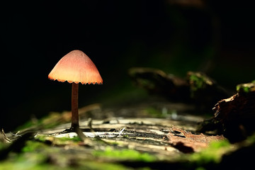 small mushrooms macro / nature forest, strong increase in poisonous mushrooms mold
