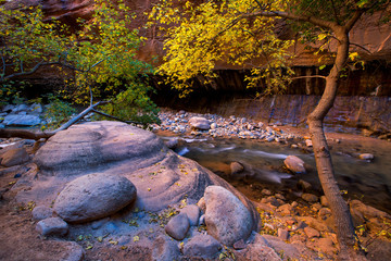 The Narrows and Virgin River in Zion National Park located in the Southwestern of United States, near Springdale, Utah