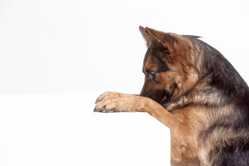 Shetland Sheepdog sitting in front of a white studio background