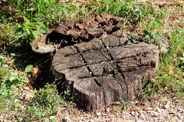 Old tree stump from dried tree left with carvings between uncut grass, small plants and large dark brown mushrooms on warm sunny day