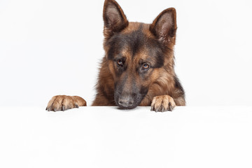 Shetland Sheepdog sitting in front of a white studio background