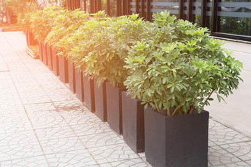 Green tree bush in black pot