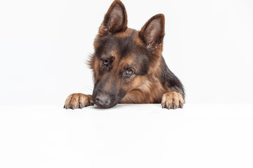 Shetland Sheepdog sitting in front of a white studio background