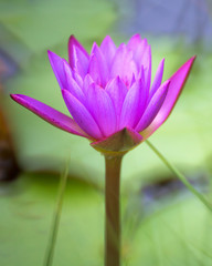 lotus in pond