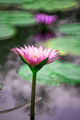 lotus in pond