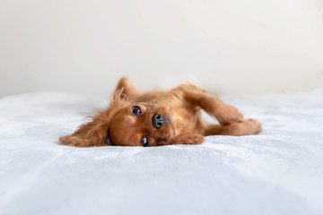 Cute puppy relaxing © AnnaFotyma