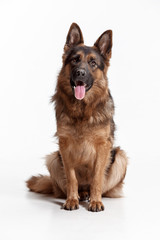 Shetland Sheepdog sitting in front of a white studio background