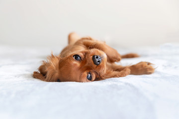 Cute puppy relaxing