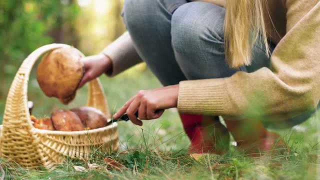 season and leisure people concept - young woman with basket and knife cutting mushroom in autumn forest