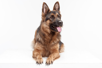 Shetland Sheepdog sitting in front of a white studio background