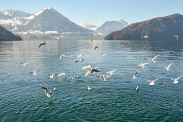 Fototapeta premium Beautiful Lake Lucerne with snowy Alps in background