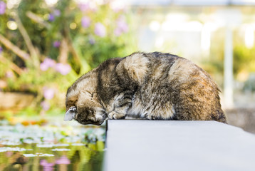 Katze am Teich